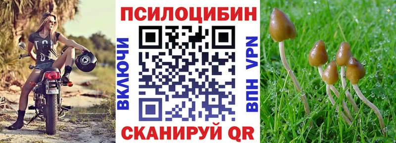 Галлюциногенные грибы Psilocybe  Югорск 